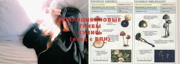 прущие грибы Новозыбков