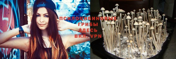 прущие грибы Новозыбков